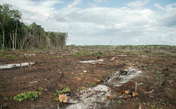 Les «signaux vitaux de la Terre» s'affaiblissent, alertent des scientifiques