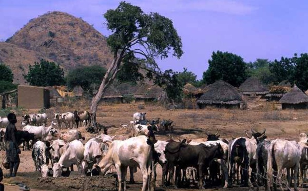 Tchad : un affrontement entre agriculteurs et pasteurs fait une vingtaine de morts