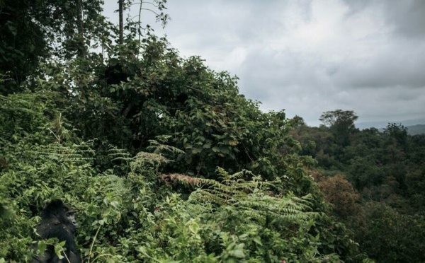 Levée du moratoire sur l’exploitation des forêts: la RDC répond aux critiques des ONG