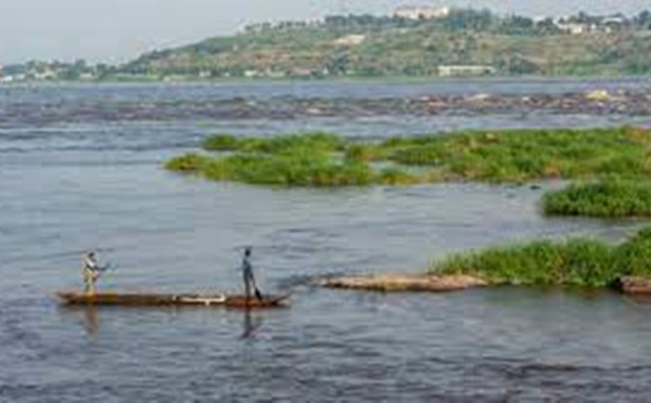 Le Congo-Brazzaville se lance dans la plantation de 40 000 hectares de forêts à Ngo