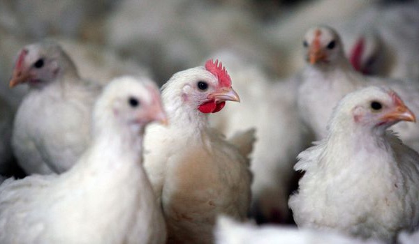 Grippe aviaire: un premier foyer en élevage détecté dans le Nord de la France