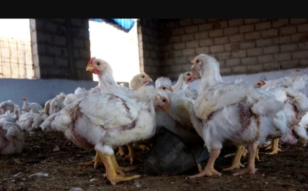 Des cas de grippe aviaire détectés au Burkina Faso