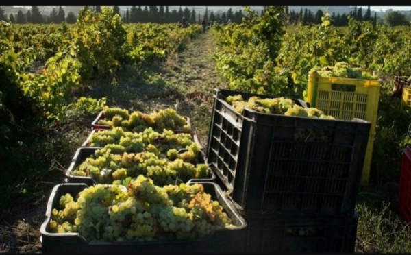 Afrique du Sud: les vins sud-africains connaissent un rebond à l'export