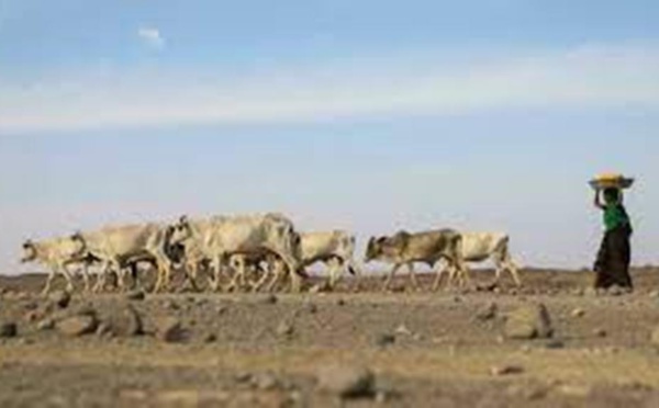 La Corne d’Afrique en proie à une sécheresse record, une double crise pour l’Éthiopie