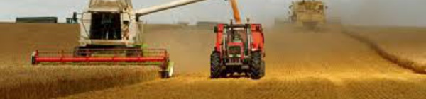 Guerre en Ukraine : Pénuries, hausse des prix alimentaires et de la malnutrition en vue (Fao)