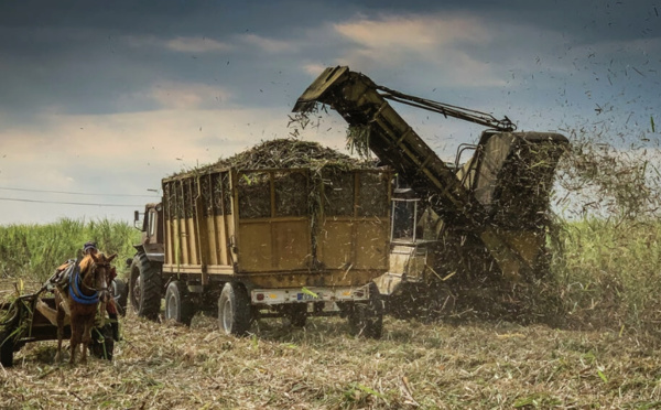 Cuba veut "sauver" son sucre, autrefois produit-phare de l'île