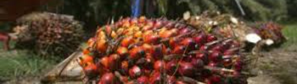 Indonésie : de la guerre en Ukraine... à une interdiction de l'exportation d'huile de palme