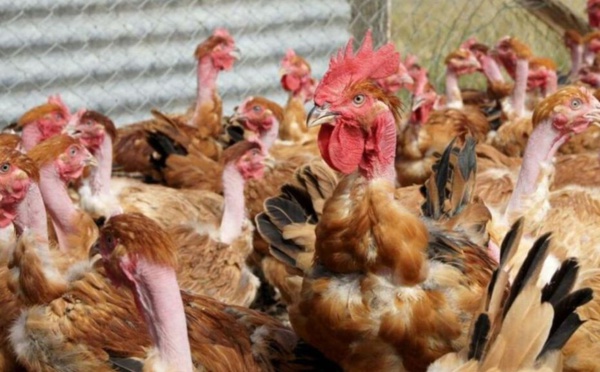 Grippe aviaire: 16 millions de volailles abattues en France mais l'épizootie décroît