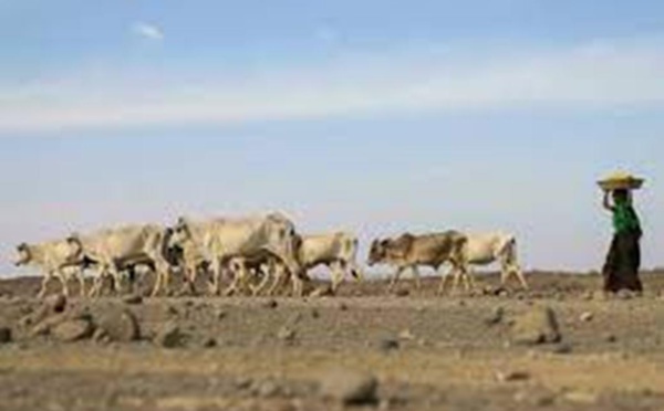 COP15: 196 États attendus à Abidjan pour lutter contre la désertification