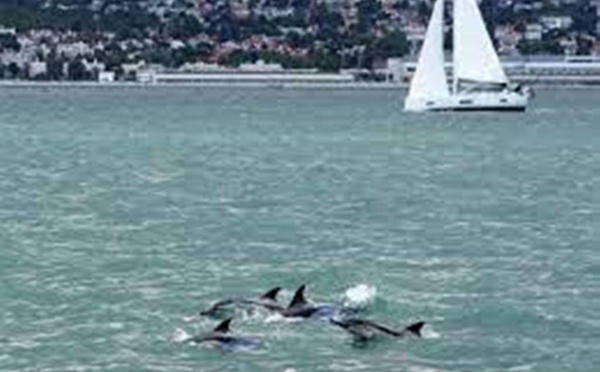 Pollution, surpêche, fonds marins... l'ONU au chevet des océans pour préserver leur avenir