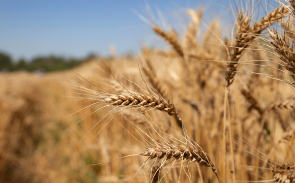 Le blé revient à son prix d'avant l'invasion russe après l'accord entre Moscou et Kiev