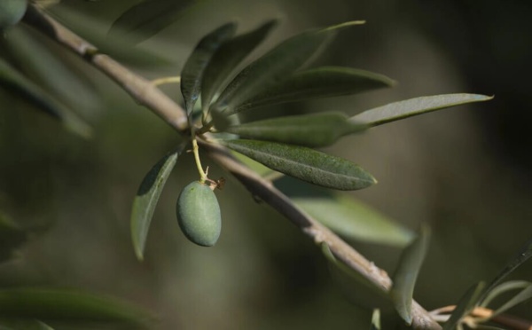 En Espagne, l'"or vert" menacé par le soleil de plomb