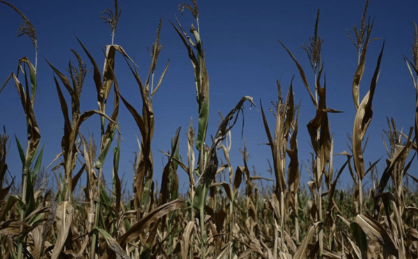 Sécheresse historique et canicule mettent à mal l'agriculture française