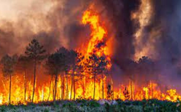 Le feu reprend en Gironde, plusieurs milliers d'hectares de forêts de pins brûlés