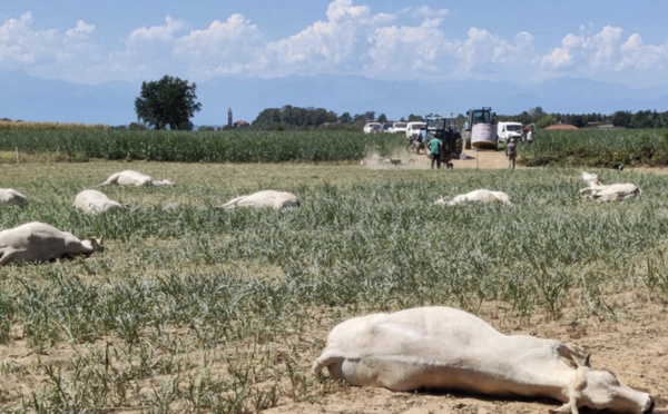 Sécheresse en Italie : des dizaines de vaches meurent empoisonnées