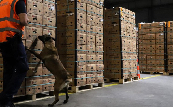 Cocaïne : près de 110 tonnes saisies en 2022 à Anvers, nouveau record