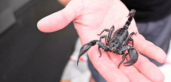 Un passager piqué par un scorpion en plein vol Dakar-Nantes