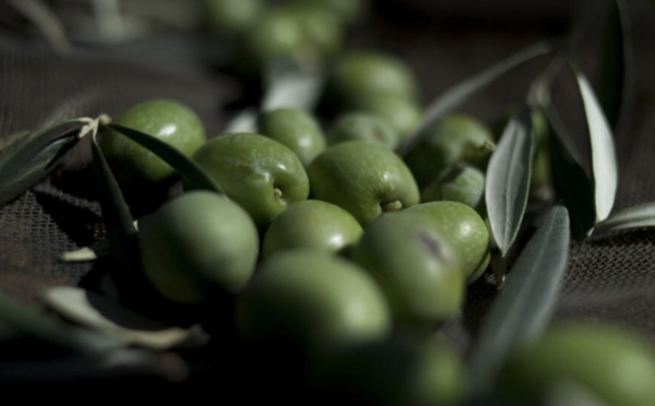 Espagne: 16 arrestations après un vol massif d'olives
