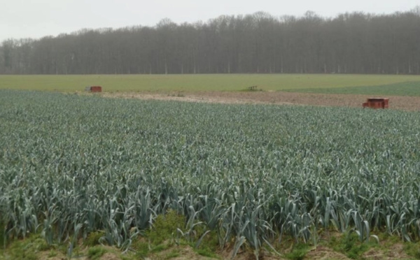 L'urine humaine utilisée comme engrais: des premiers tests prometteurs