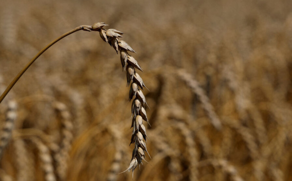 Les prix du blé décollent après les frappes russes contre des ports ukrainiens