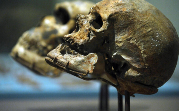 L'identification d'un os d'Homo sapiens dans une grotte de Néandertaliens bouleverse la connaissance des deux espèces