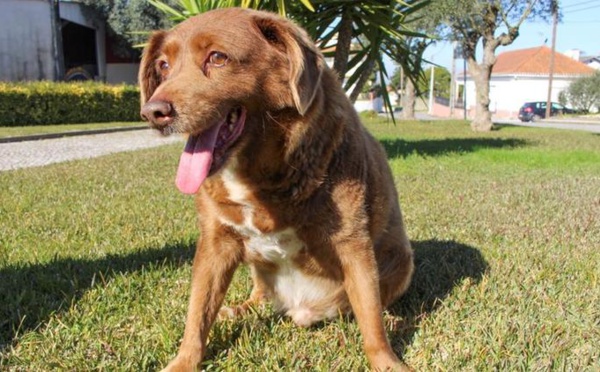 Bobi, sacré le chien le plus vieux du monde, est mort à 31 ans
