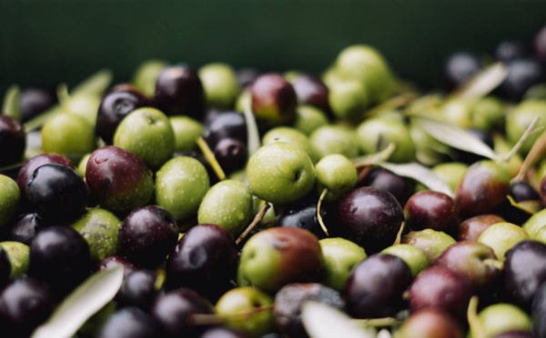 L'huile d'olive italienne s'épuise face au changement climatique