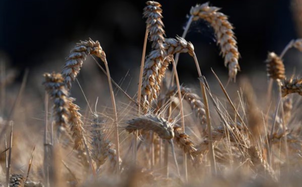 La Russie a débuté ses livraisons de céréales gratuites à des pays africains, affirme le ministre russe de l'Agriculture