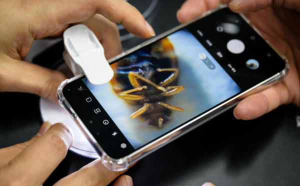 Corée du Sud: face aux punaises de lit, le site d'un informaticien fait fureur