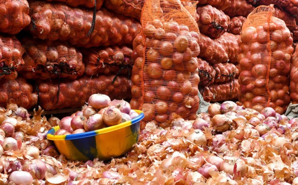 Plus de 10.000 tonnes d’oignon invendues dans les Zone des Niayes