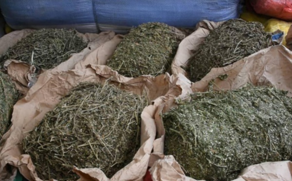 Guédiawaye : 5 kg de chanvre indien saisis dans le domicile d'un chef de quartier