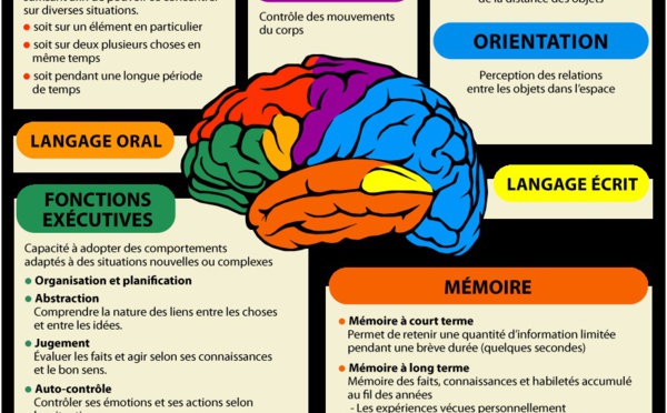 Cerveau : comment se forment nos souvenirs?