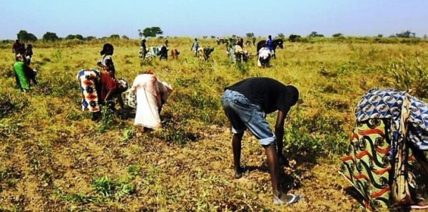 Lancement de la Campagne Agricole 2024-2025 au Sénégal : Une baisse du prix des engrais annoncée 