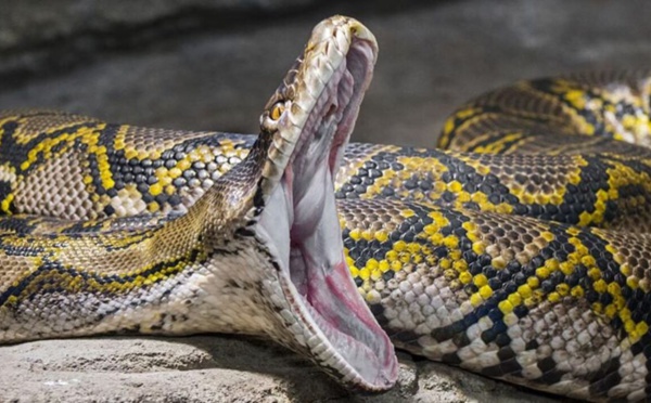 Une mère de famille retrouvée morte dans l’estomac d’un python en Indonésie
