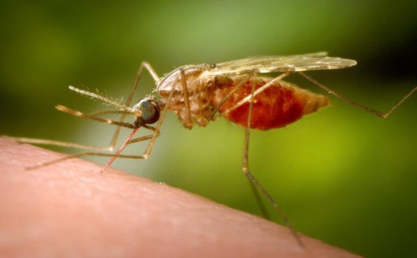 Santé: le paludisme touche toujours largement l'Afrique et ne sera certainement pas éradiqué en 2030