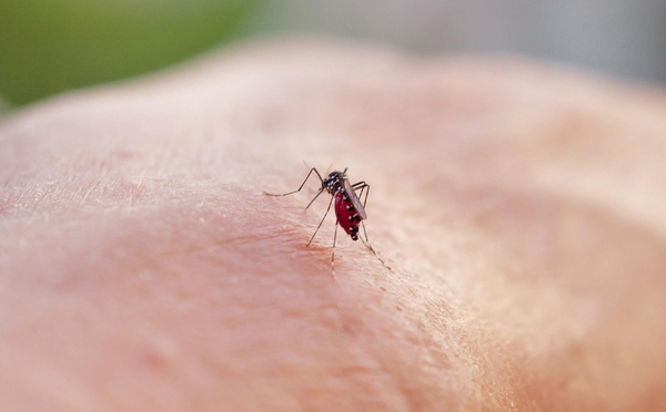 France: cinq nouveaux décès imputés au chikungunya à La Réunion malgré une épidémie en décrue