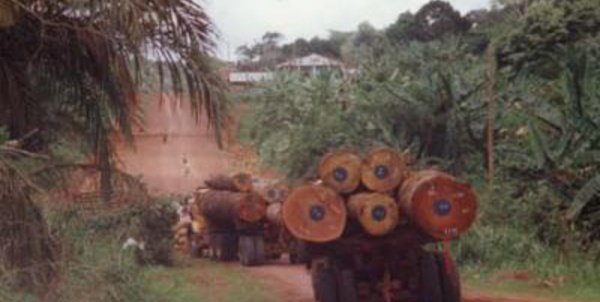 «Menaces sur les forêts africaines»: La responsabilité du groupe Bolloré
