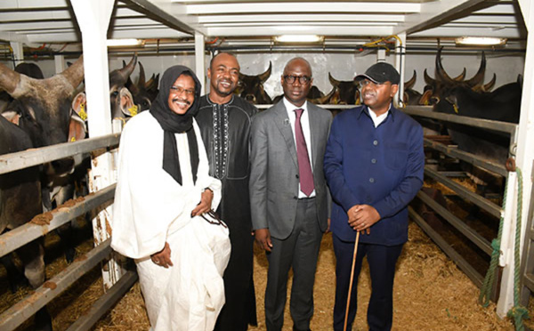 Souveraineté alimentaire : l’État réceptionne 1 050 bovins pour moderniser l’élevage sénégalais