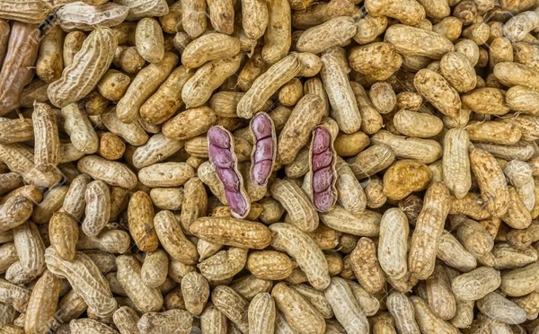 Filière arachidière : le Sénégal en passe de devenir le 2e producteur africain derrière le Nigeria 