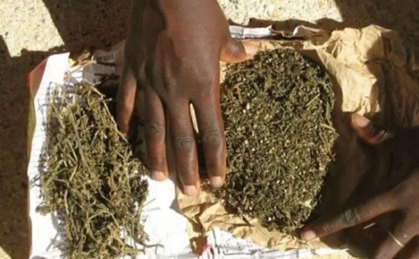 ​Mbour : trois personnes placées en garde à vue, plus de 134 kg de chanvre indien saisis