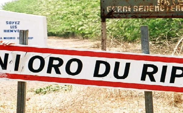 ​Nioro-du-Rip : le cri d'alarme face à l'agonie des forêts et la menace climatique