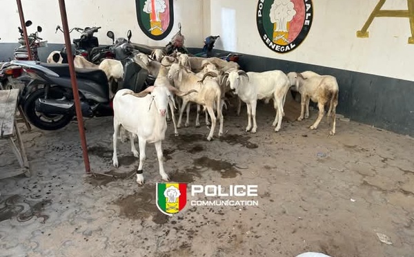 Cambérène 2 : un homme interpellé après le vol de 15 moutons dans un enclos