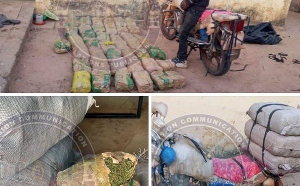 ​Sédhiou : un individu arrêté avec 43 kg de chanvre indien