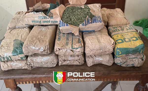 Saly : un contrôle de routine pour port de casque vire à une saisie de 23 kg de chanvre indien