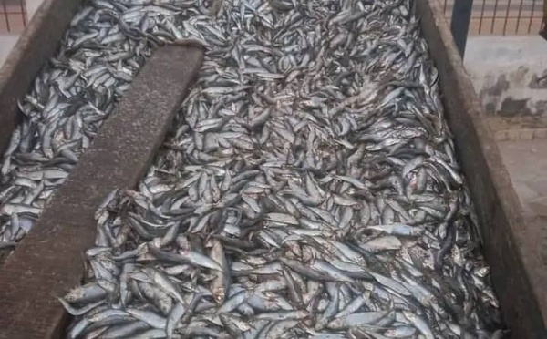 Pêche illicite : Plus de 2.500 sacs de produits juvéniles saisis, 60 caisses de produits frais détruites