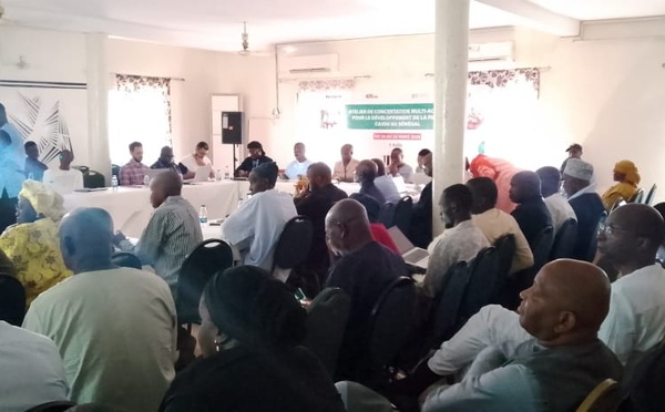 Filière anacarde : les acteurs en conclave à Kolda pour booster la transformation locale