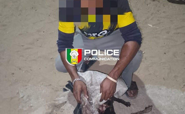 Guédiawaye : un individu arrêté puis déféré au parquet pour avoir tenté de cuisiner un chien