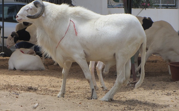 Sédhiou : les autorités visent un approvisionnement de 13 000 têtes de moutons pour la Tabaski 2026