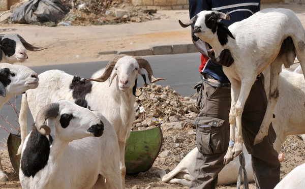 Tabaski 2026 : les éleveurs saluent les mesures de l’État mais alertent sur la dépendance au bétail importé