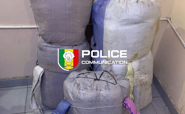 Lutte antidrogue : 108 kg de chanvre indien saisis entre Fatick et Kaolack
